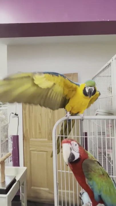 Enlarge Kia + Mac, a Adoptable mixed breed in Warwick, RI video 5/5