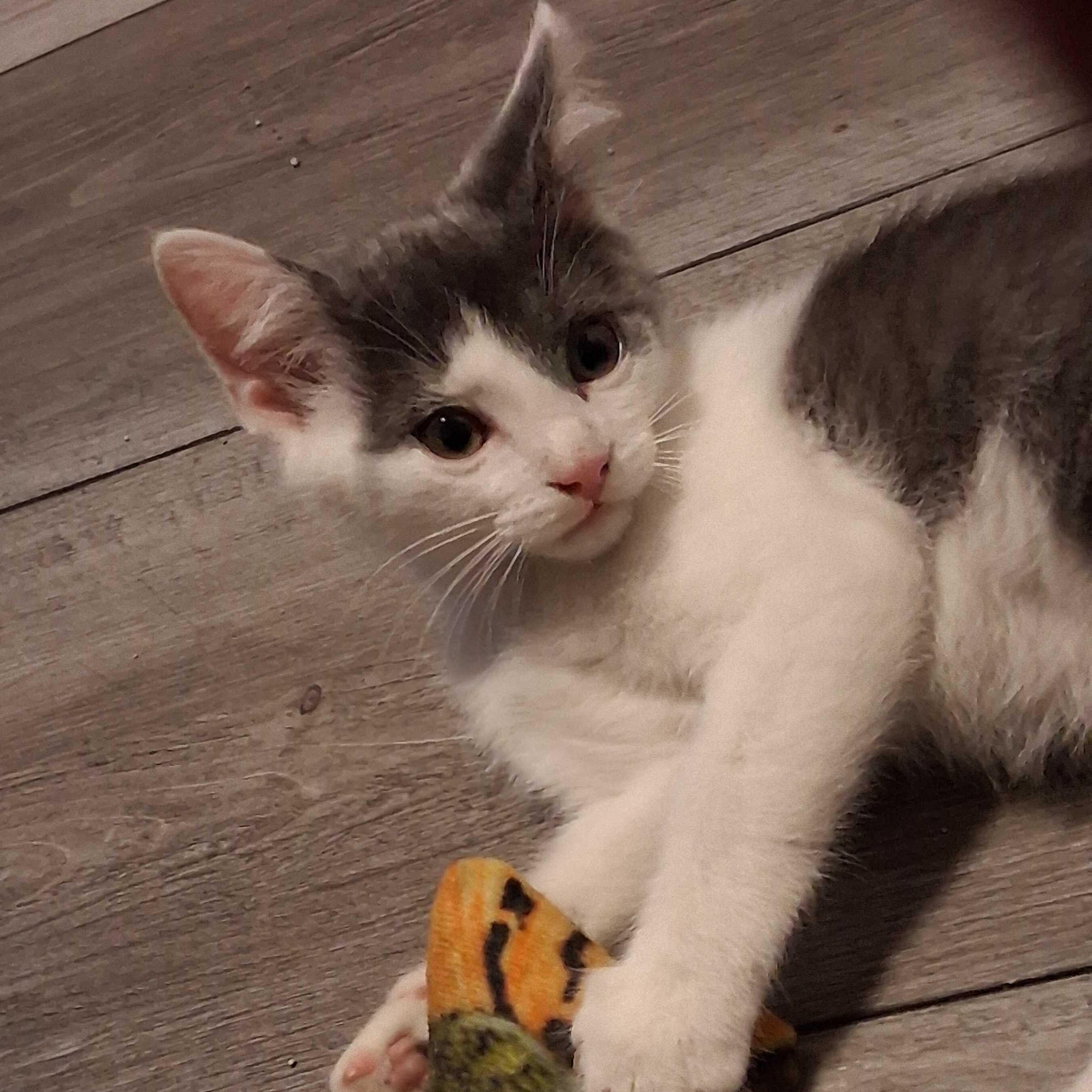 Ash, an adopted Domestic Short Hair in East Amherst, NY image 6/6