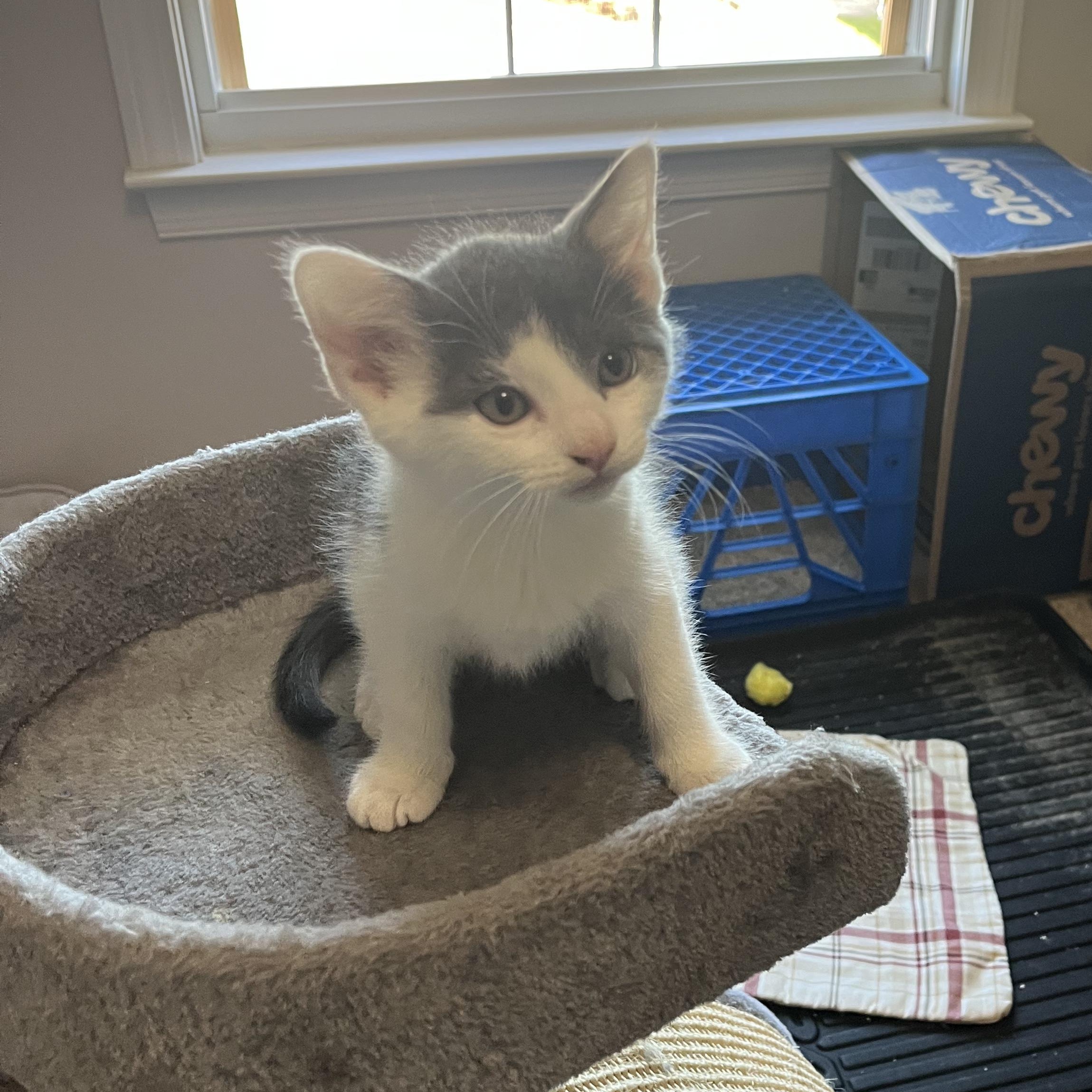 Ash, an adopted Domestic Short Hair in East Amherst, NY image 4/6