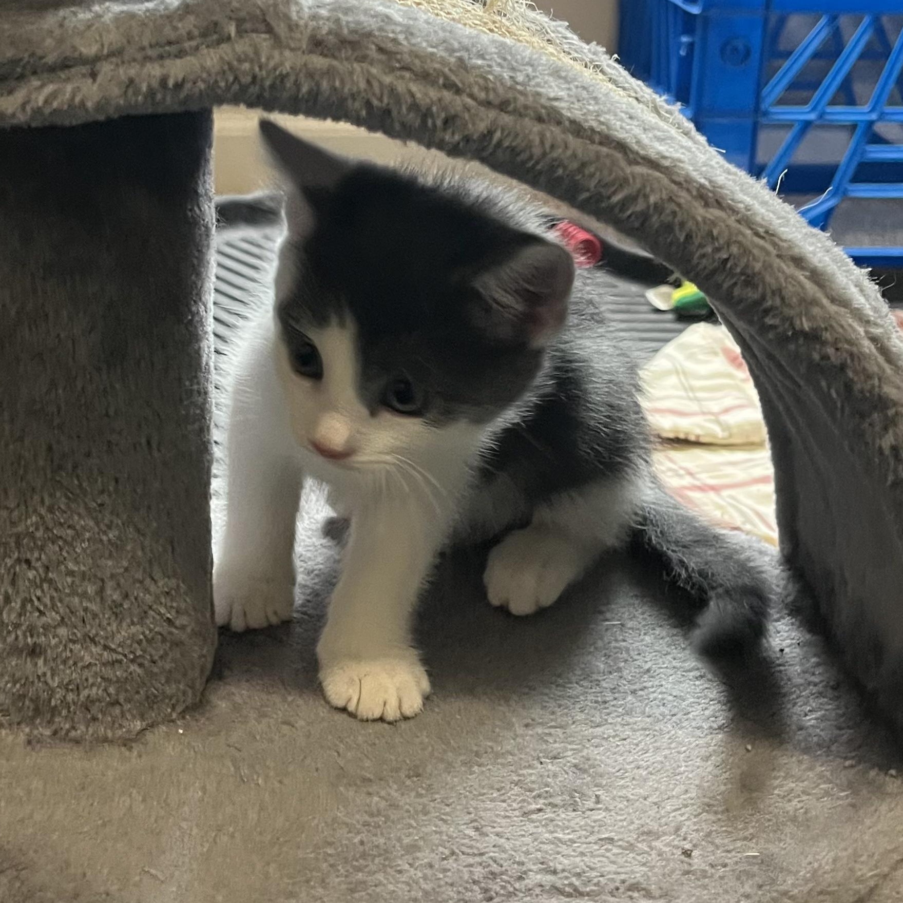 Ash, an adopted Domestic Short Hair in East Amherst, NY image 5/6