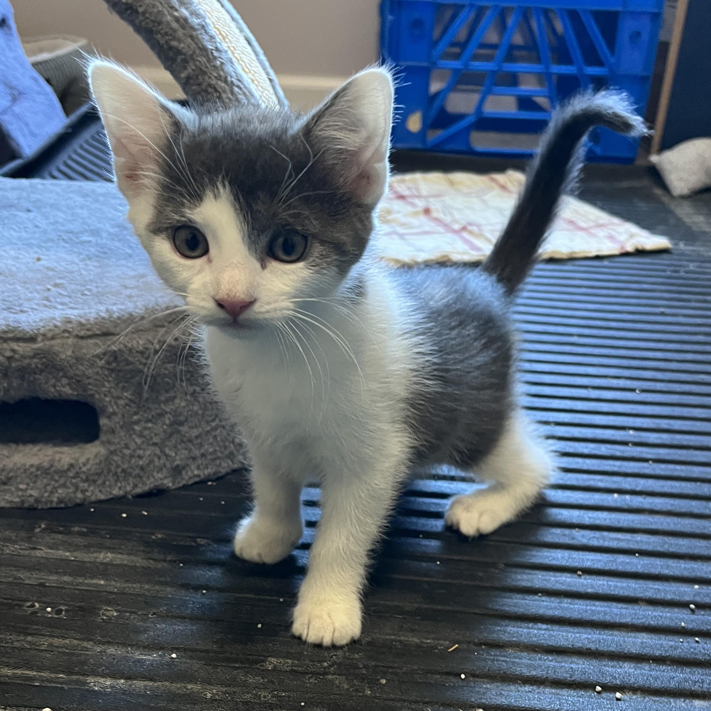 Ash, an adopted Domestic Short Hair in East Amherst, NY image 1/6