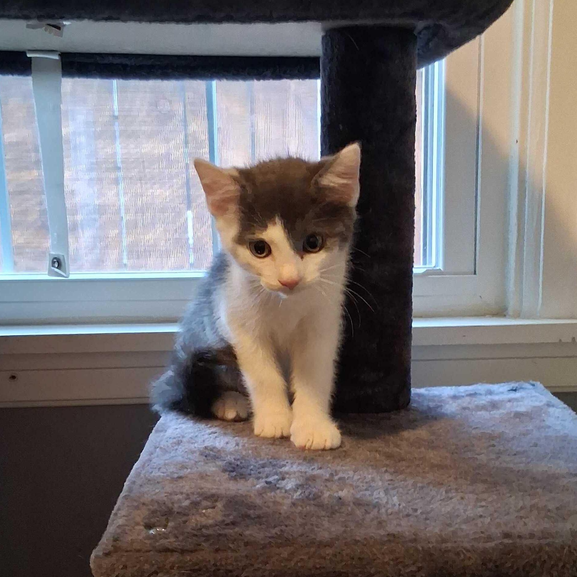 Ash, an adopted Domestic Short Hair in East Amherst, NY image 2/6