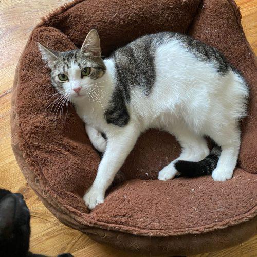 Munchkin, Adoptable, Kitten Female Domestic Short Hair.
