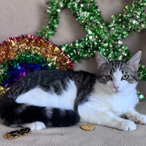 Enlarge Munchkin, a Adoptable Domestic Short Hair in Toms River, NJ image 1/6