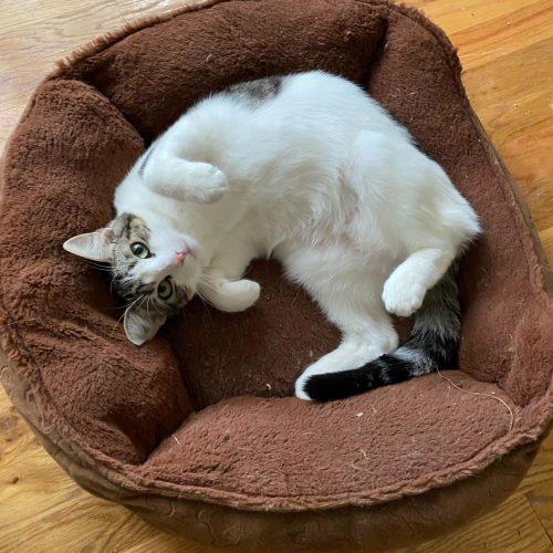 Munchkin, a Adoptable Domestic Short Hair in Toms River, NJ image 2/6