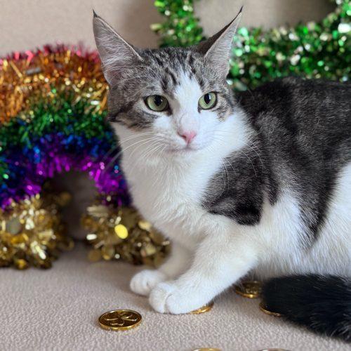 Enlarge Munchkin, a Adoptable Domestic Short Hair in Toms River, NJ image 2/6
