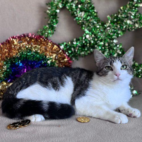 Enlarge Munchkin, a Adoptable Domestic Short Hair in Toms River, NJ image 3/6