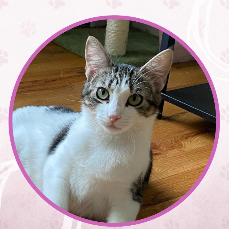 Enlarge Munchkin, a Adoptable Domestic Short Hair in Toms River, NJ image 4/6