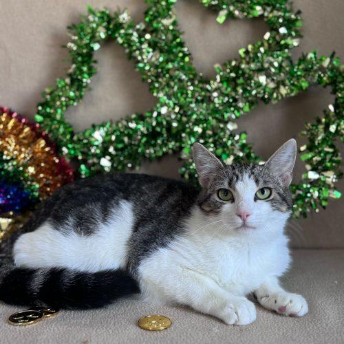 Enlarge Munchkin, a Adoptable Domestic Short Hair in Toms River, NJ image 5/6