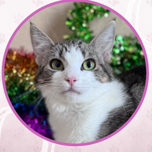Enlarge Munchkin, a Adoptable Domestic Short Hair in Toms River, NJ image 6/6