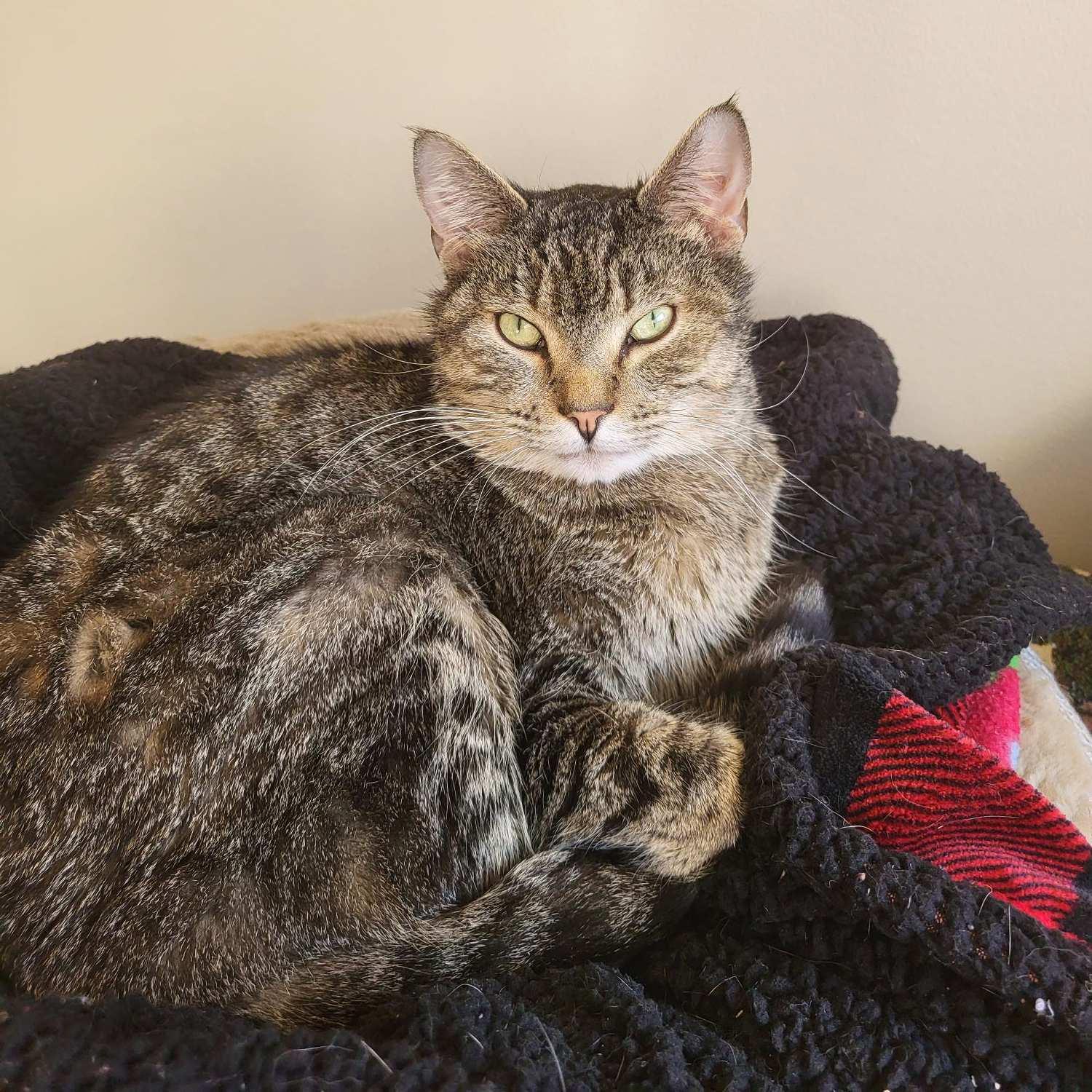 Hopkins, an adoptable Domestic Short Hair in Calgary, AB, T2E 3Z7 | Photo Image 2