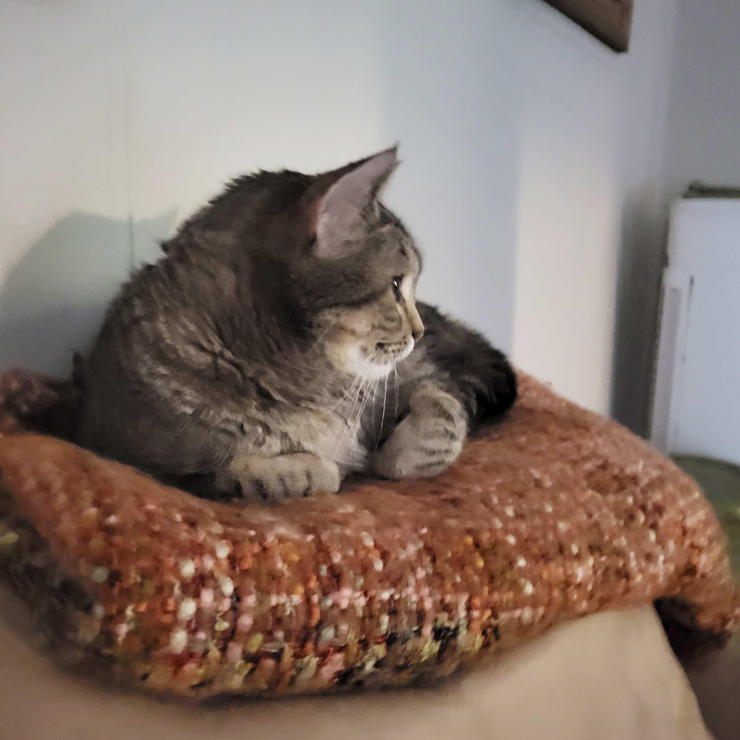 Hopkins, an adoptable Domestic Short Hair in Calgary, AB, T2E 3Z7 | Photo Image 4