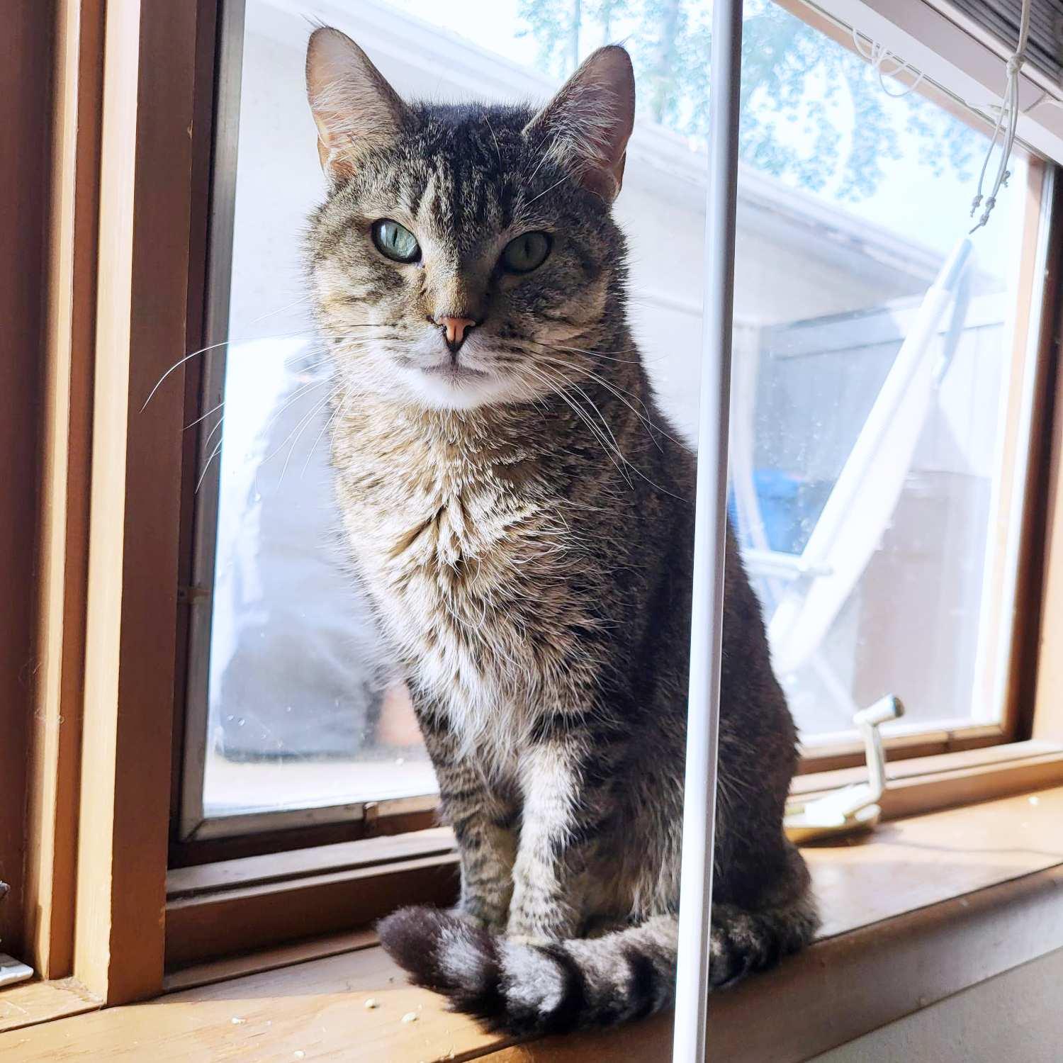 Hopkins, an adoptable Domestic Short Hair in Calgary, AB, T2E 3Z7 | Photo Image 3