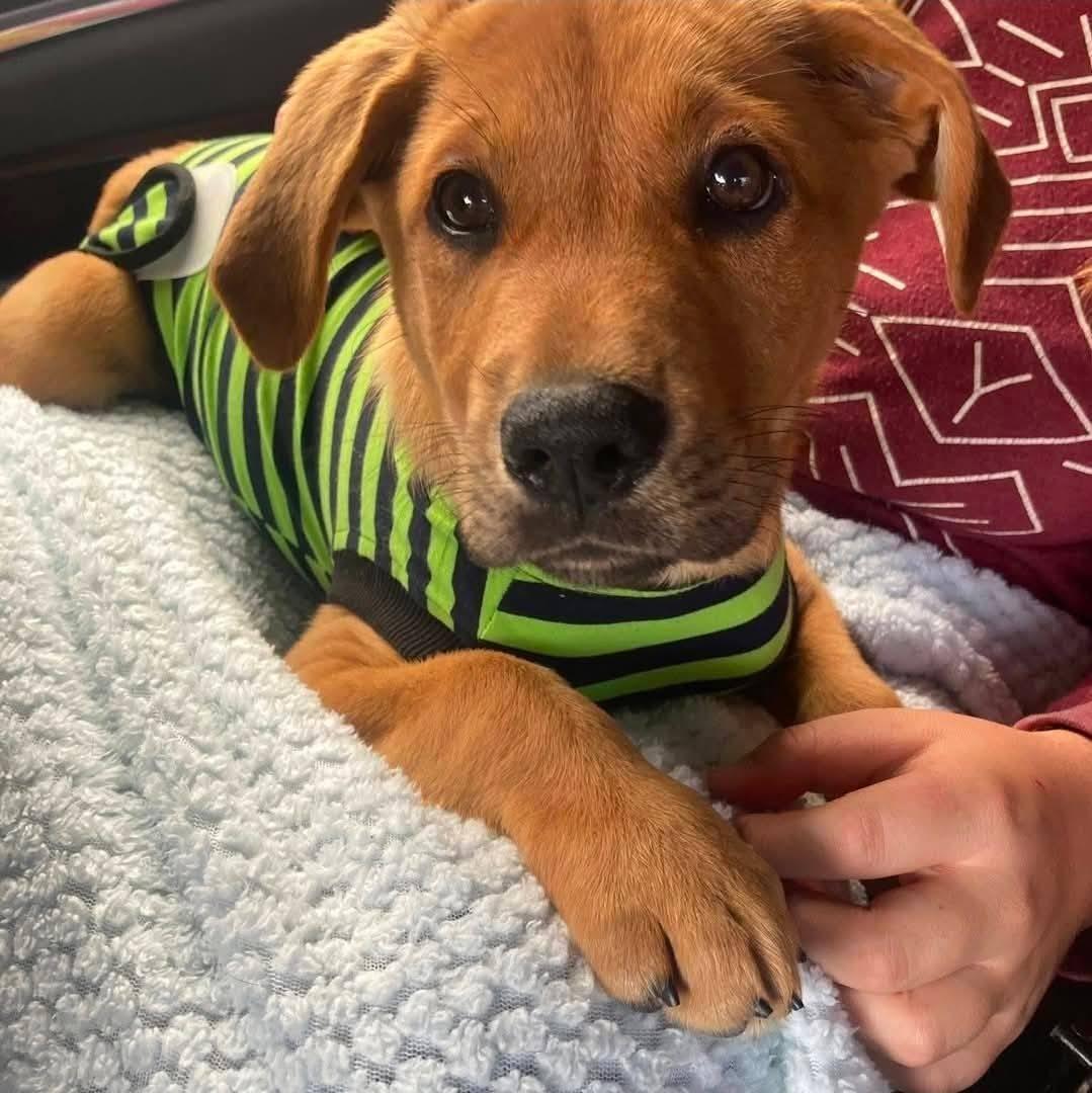 Enlarge Bubbles, a ADOPTABLE mixed breed in Anna, TX image 1/1