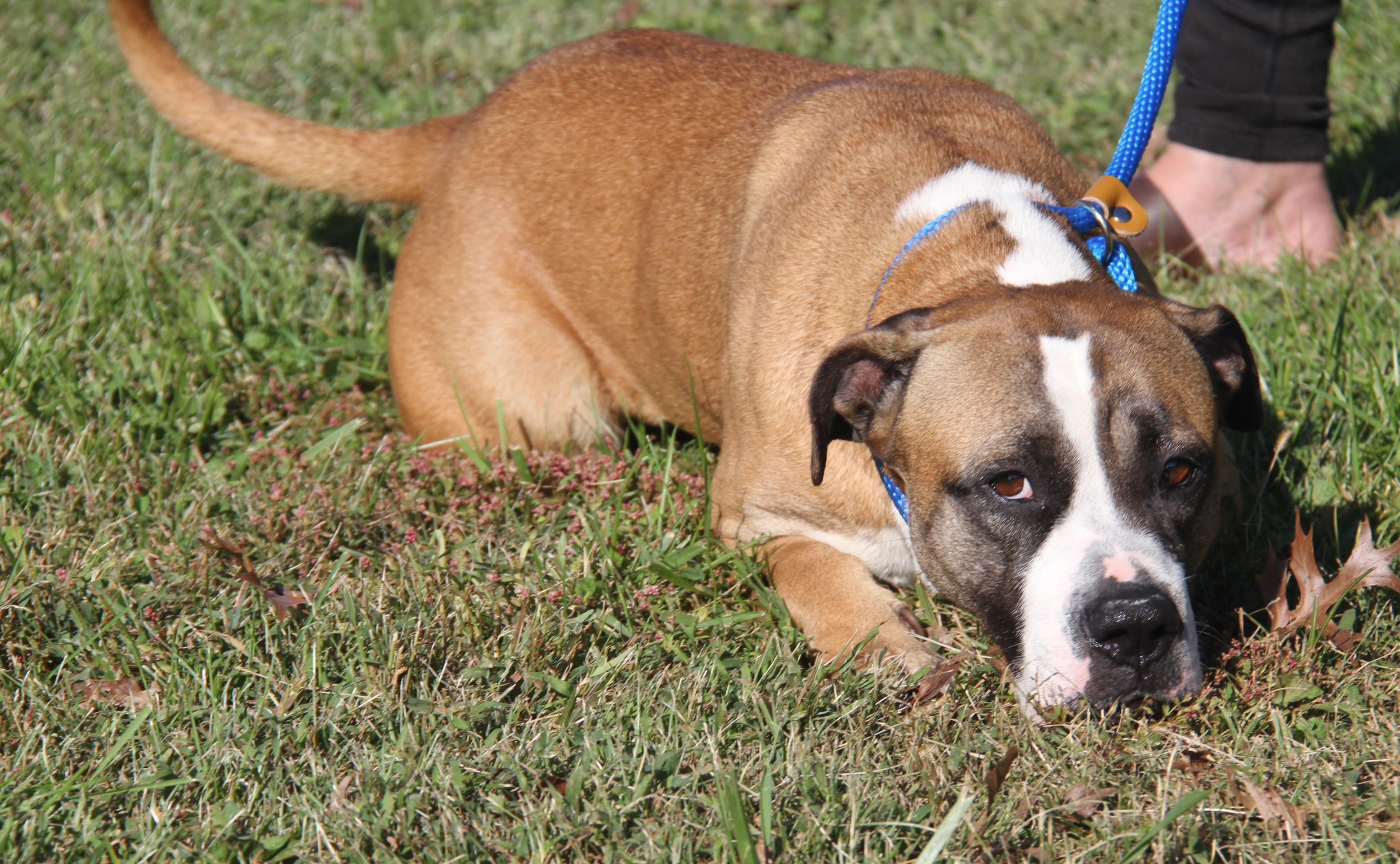 Punky (Spayed) (Photos 10/11/2025)