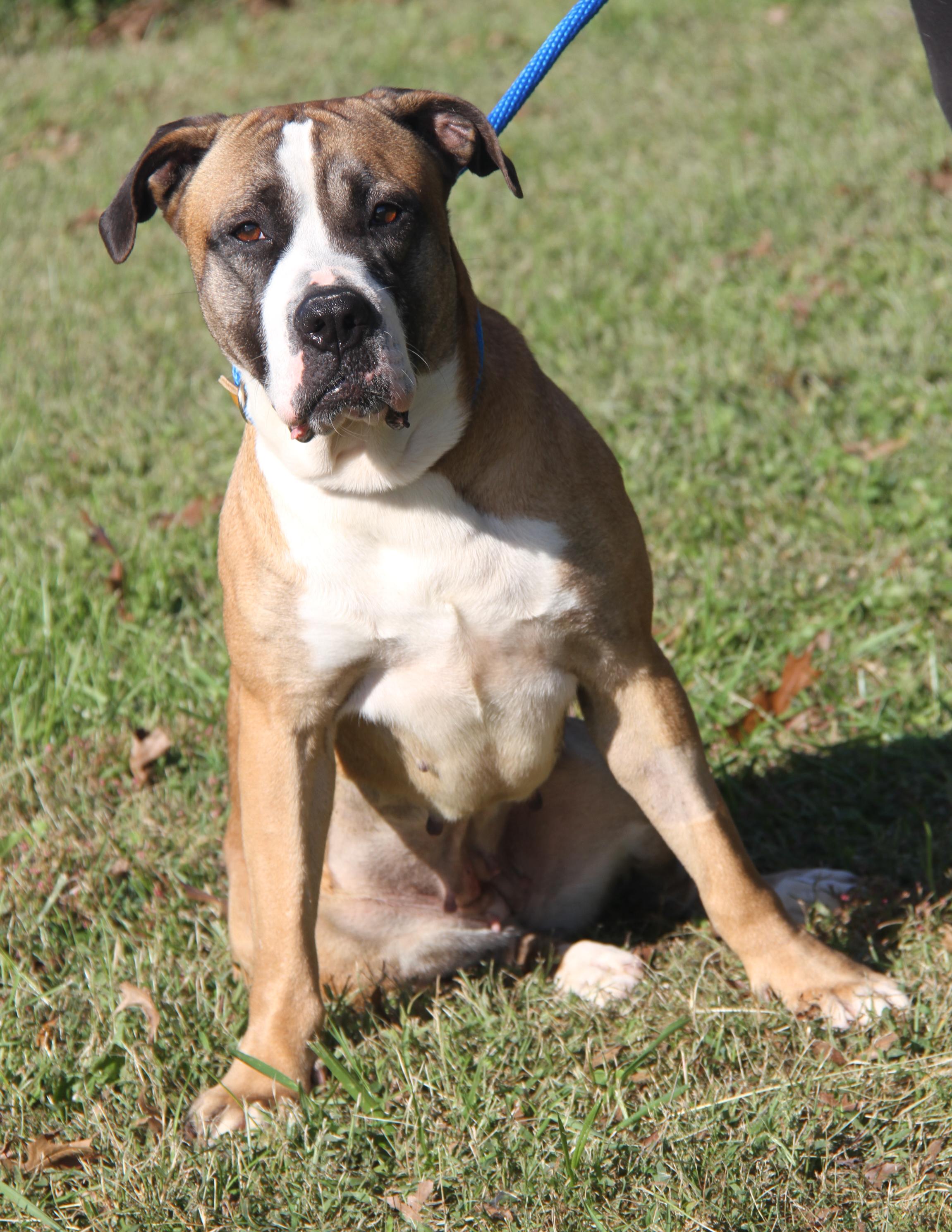 Punky (Spayed) (Photos 10/11/2025)