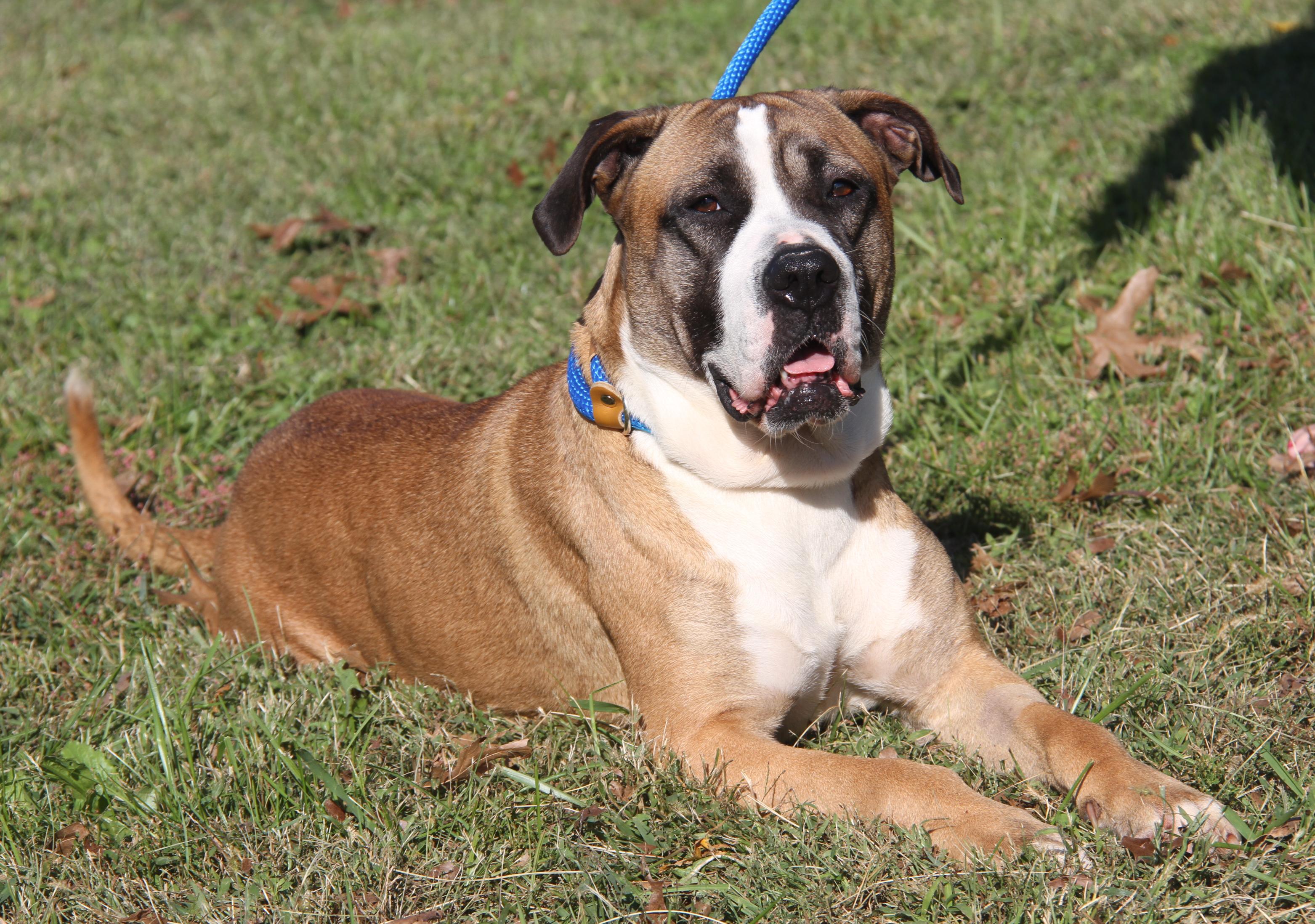 Punky (Spayed) (Photos 10/11/2025)