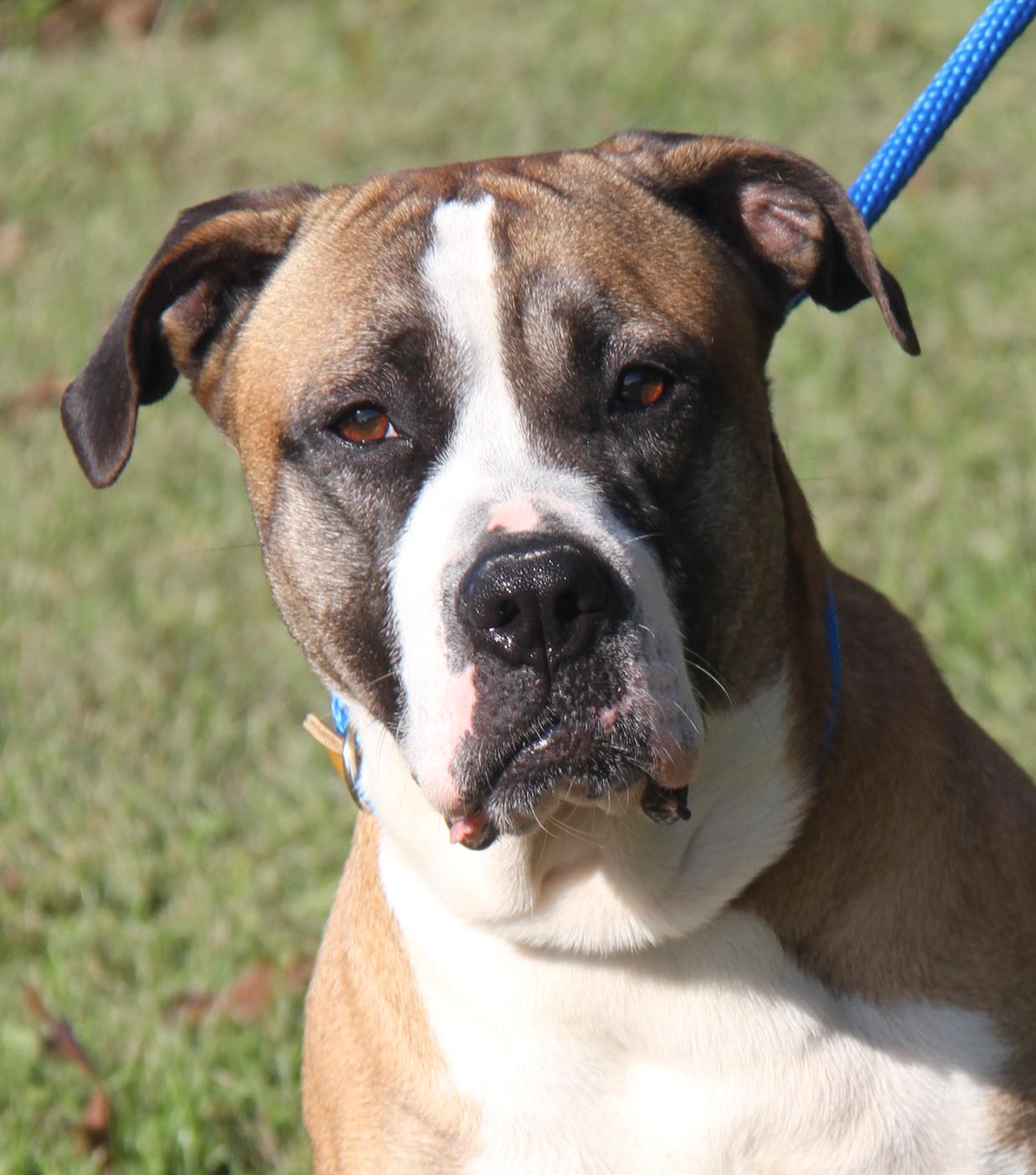 Punky (Spayed) (Photos 10/11/2025)