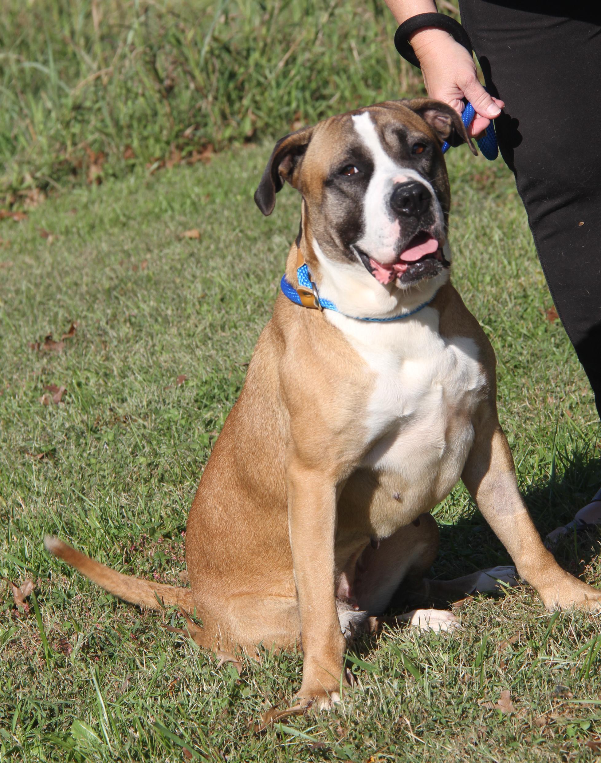 Punky (Spayed) (Photos 10/11/2025)