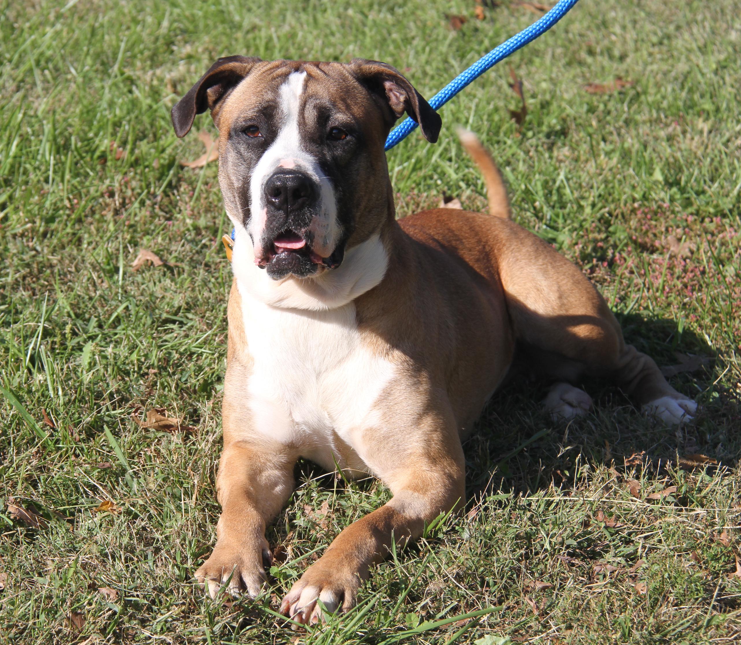 Punky (Spayed) (Photos 10/11/2025)