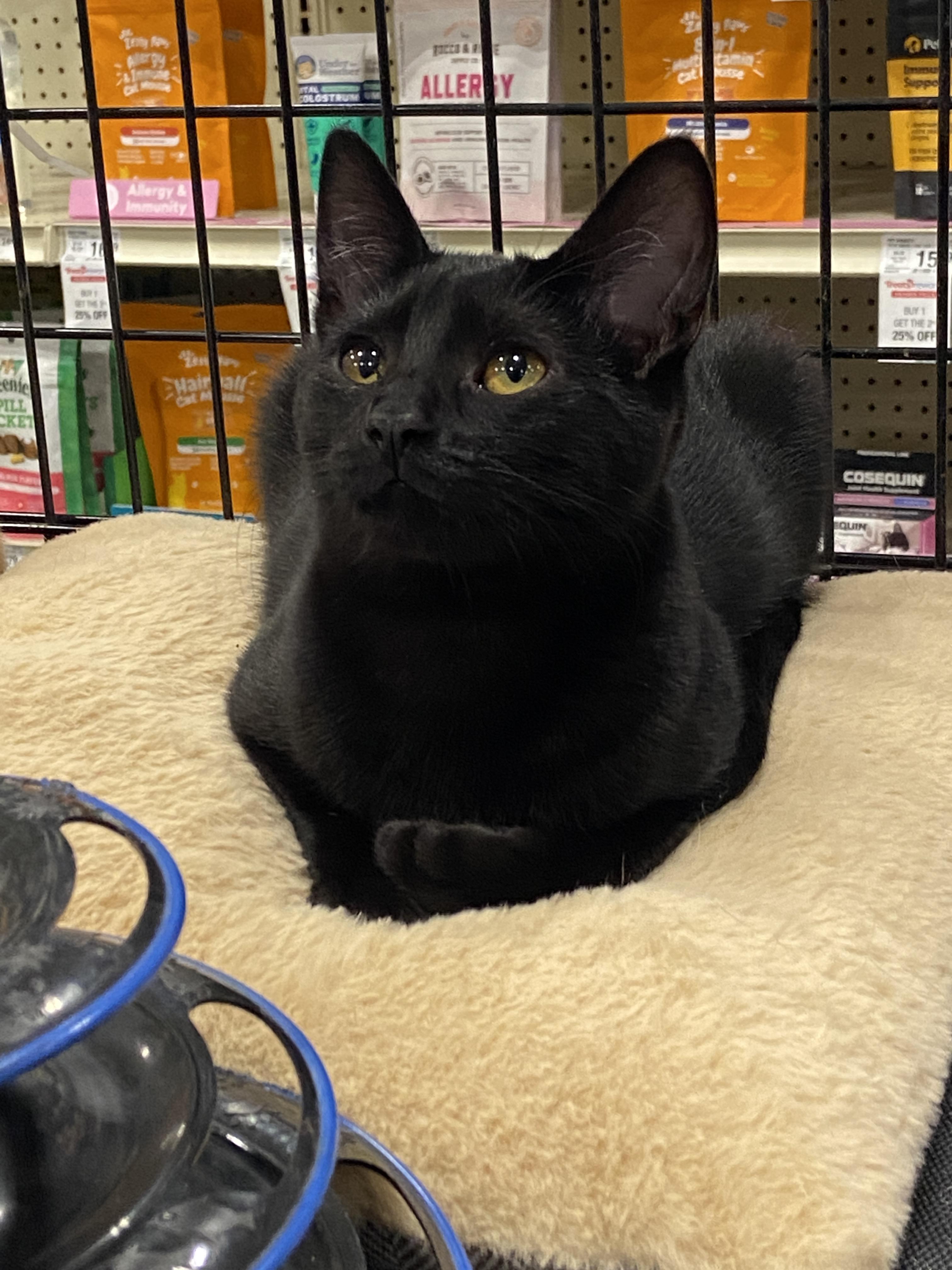 Vampirina, Adoptable, Young Female Domestic Short Hair.