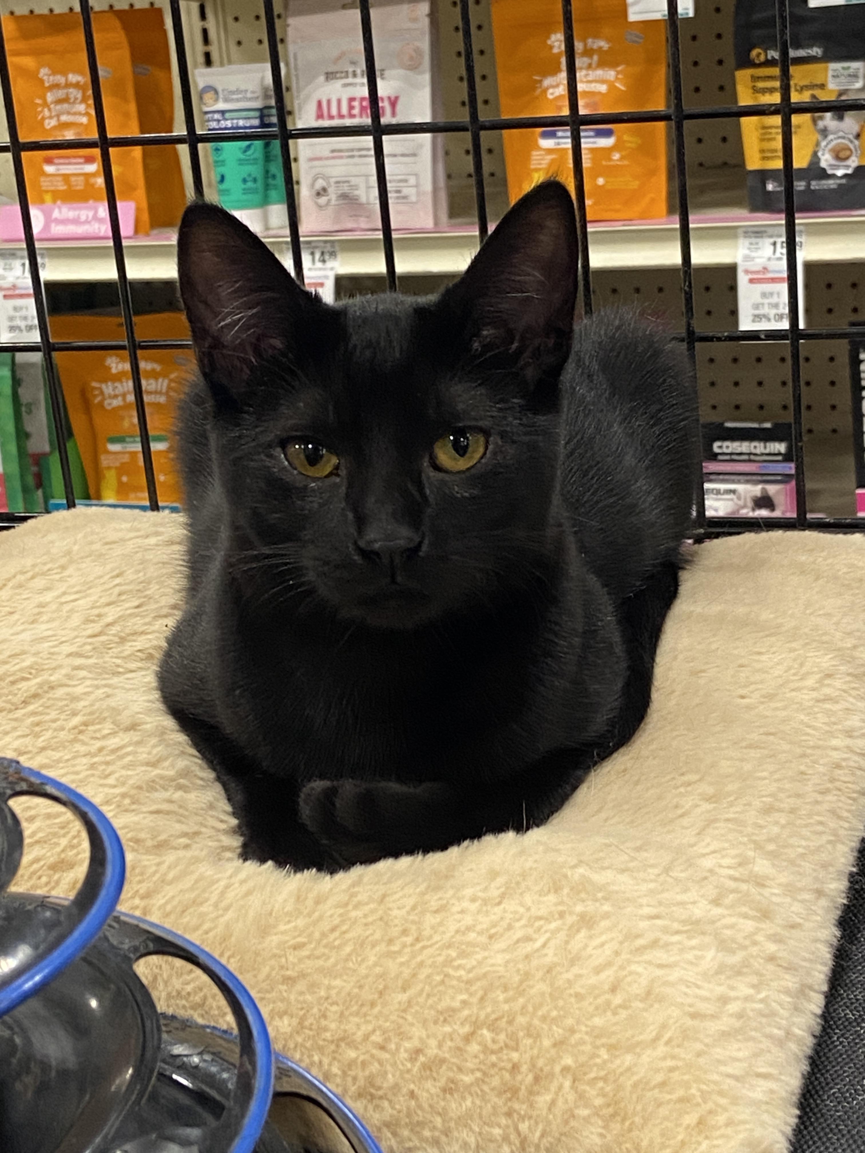 Vampirina, a Adoptable Domestic Short Hair in Salinas, CA image 2/2