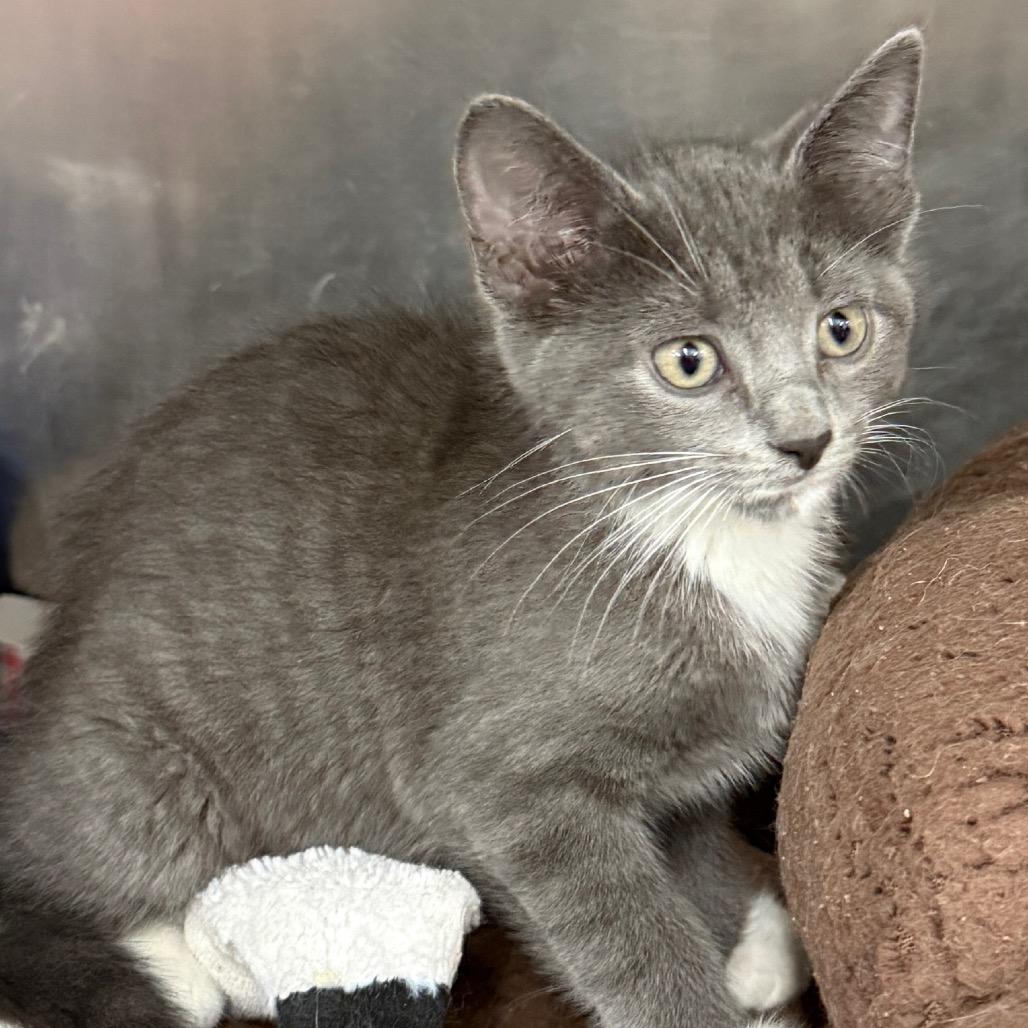 Misty, a Adoptable Domestic Short Hair in Evansville, IN image 1/2