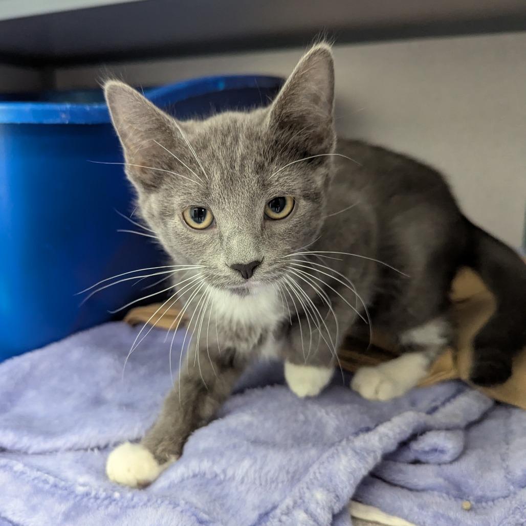 Misty, a Adoptable Domestic Short Hair in Evansville, IN image 2/2