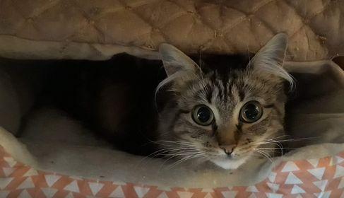 Fluffy, Adoptable, Young Female Tabby.