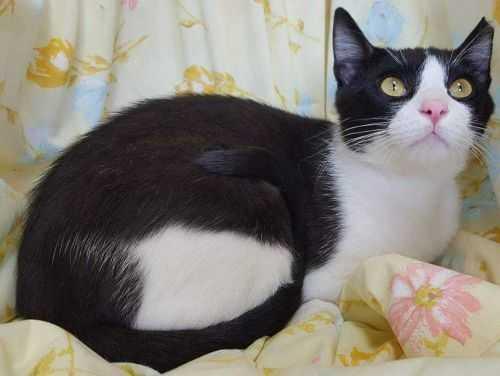 Enlarge Lucas, a Adoptable Domestic Short Hair in Collierville, TN image 2/3