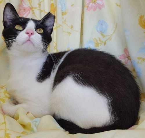 Enlarge Lucas, a Adoptable Domestic Short Hair in Collierville, TN image 3/3