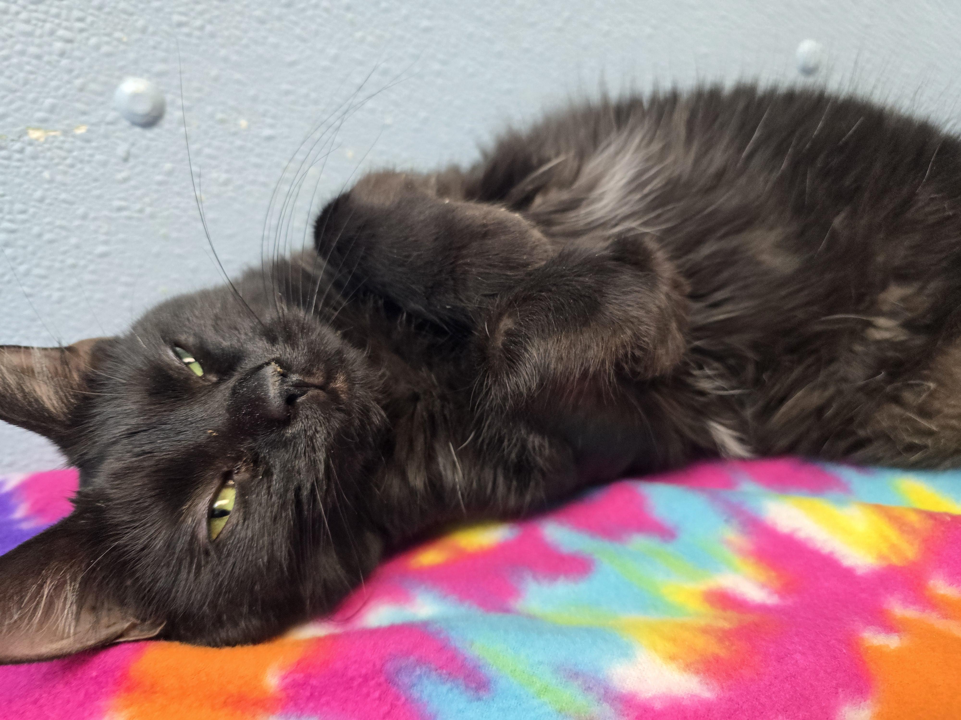 Ebony, Adoptable, Kitten Female Domestic Short Hair.