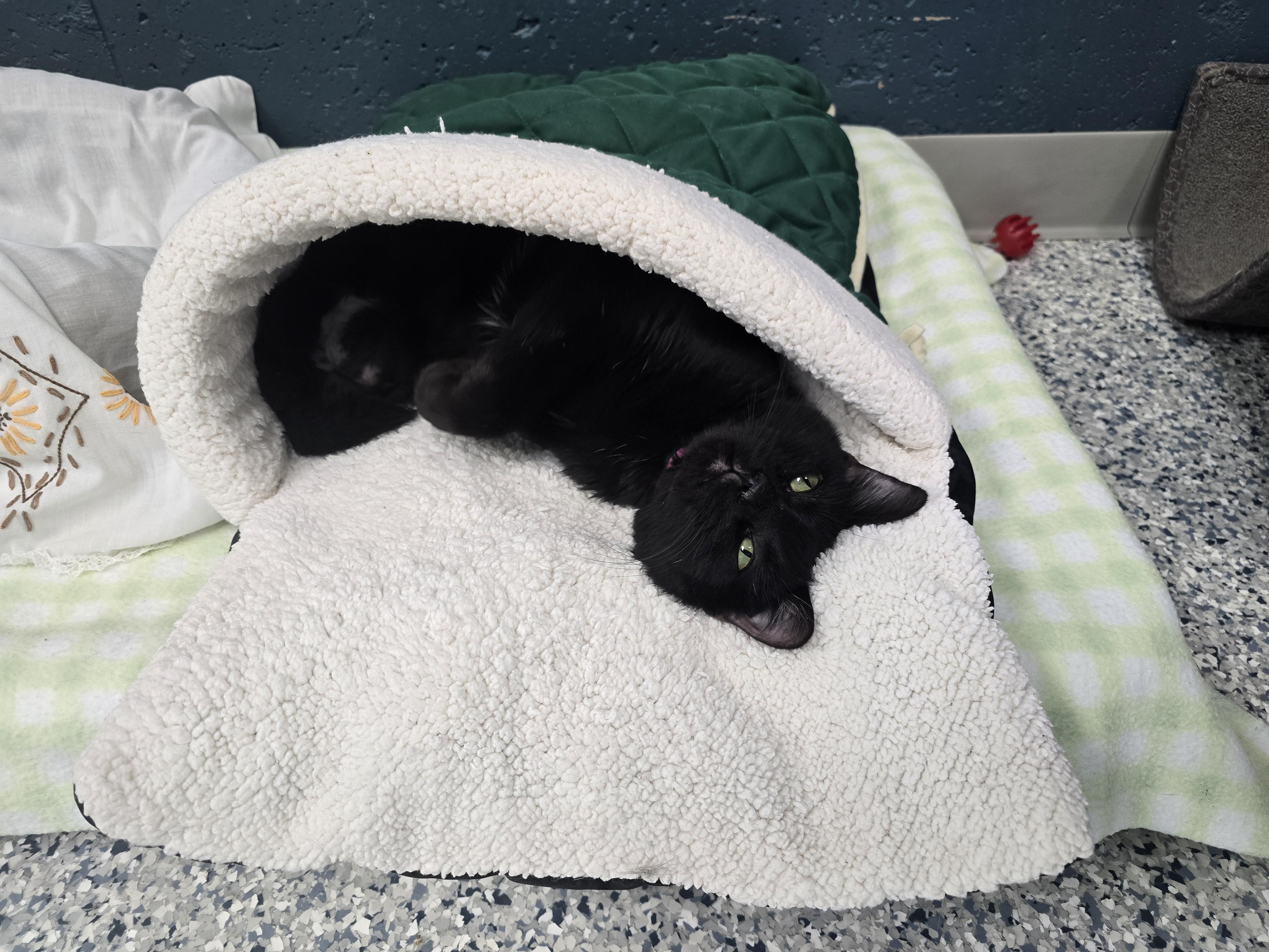 Enlarge Ebony, a Adoptable Domestic Short Hair in Farmington, MO image 3/5