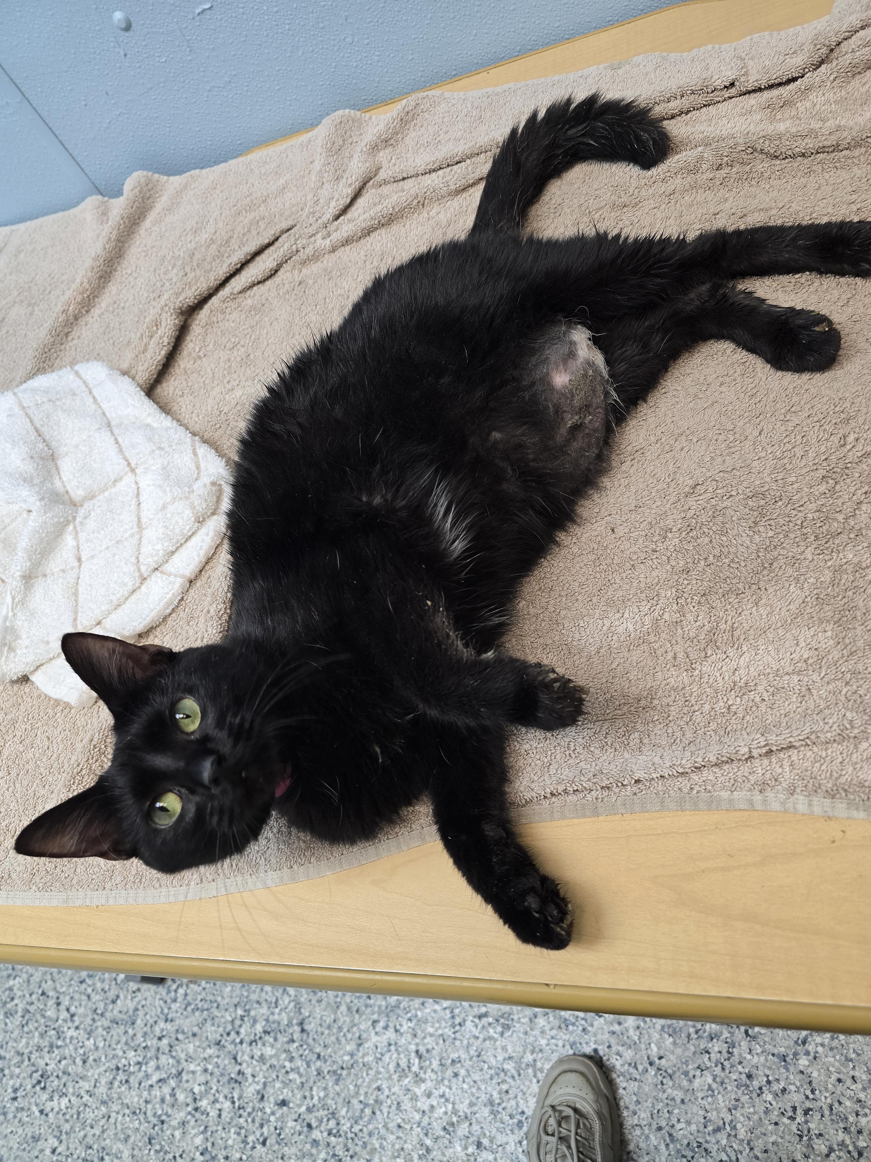 Enlarge Ebony, a Adoptable Domestic Short Hair in Farmington, MO image 4/5