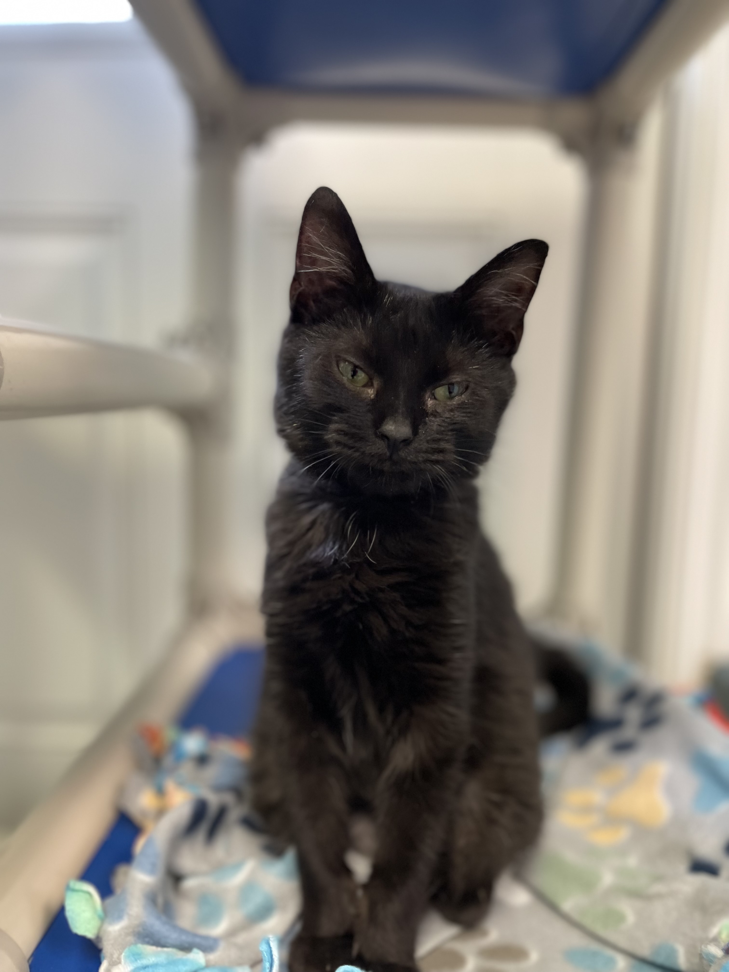 Ebony, Adoptable, Kitten Female Domestic Short Hair.