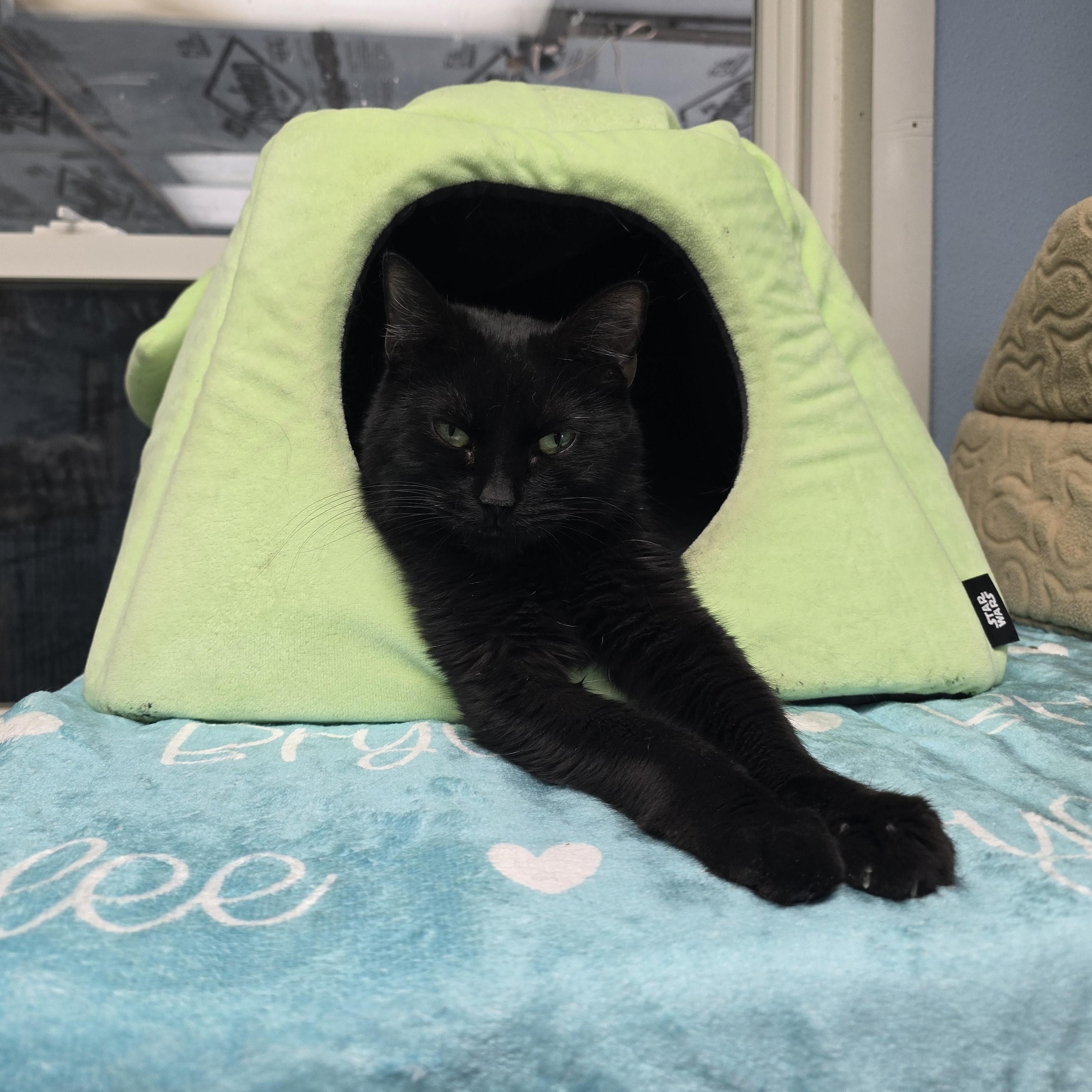 Enlarge Ebony, a Adoptable Domestic Short Hair in Farmington, MO image 5/5