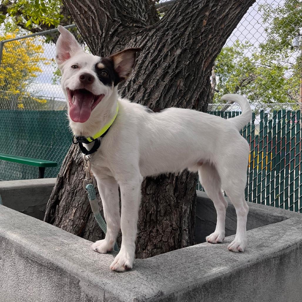 Charlie, Adoptable, Young Male Terrier & Mixed Breed.