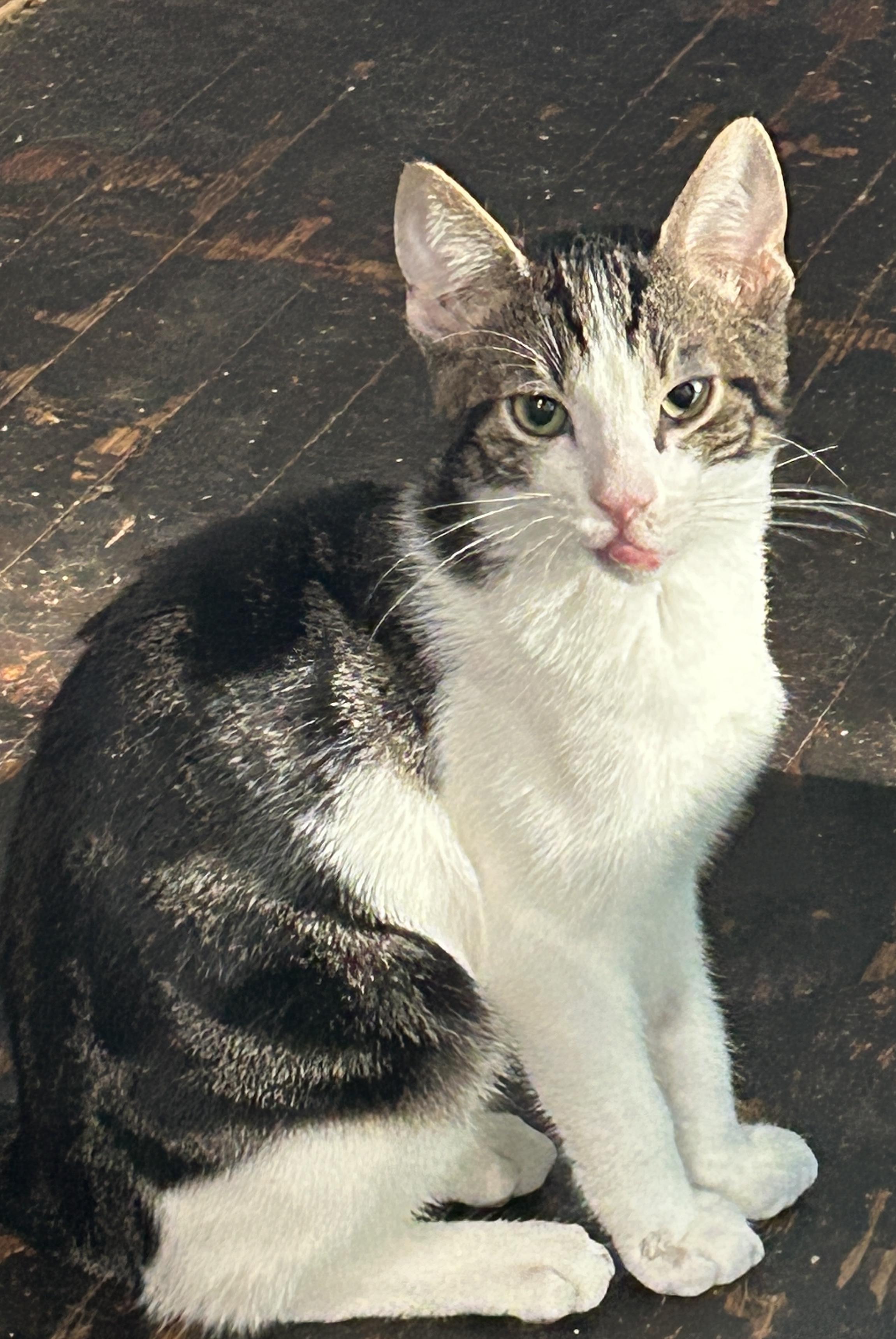 Londyn, Adoptable, Young Male Domestic Short Hair.