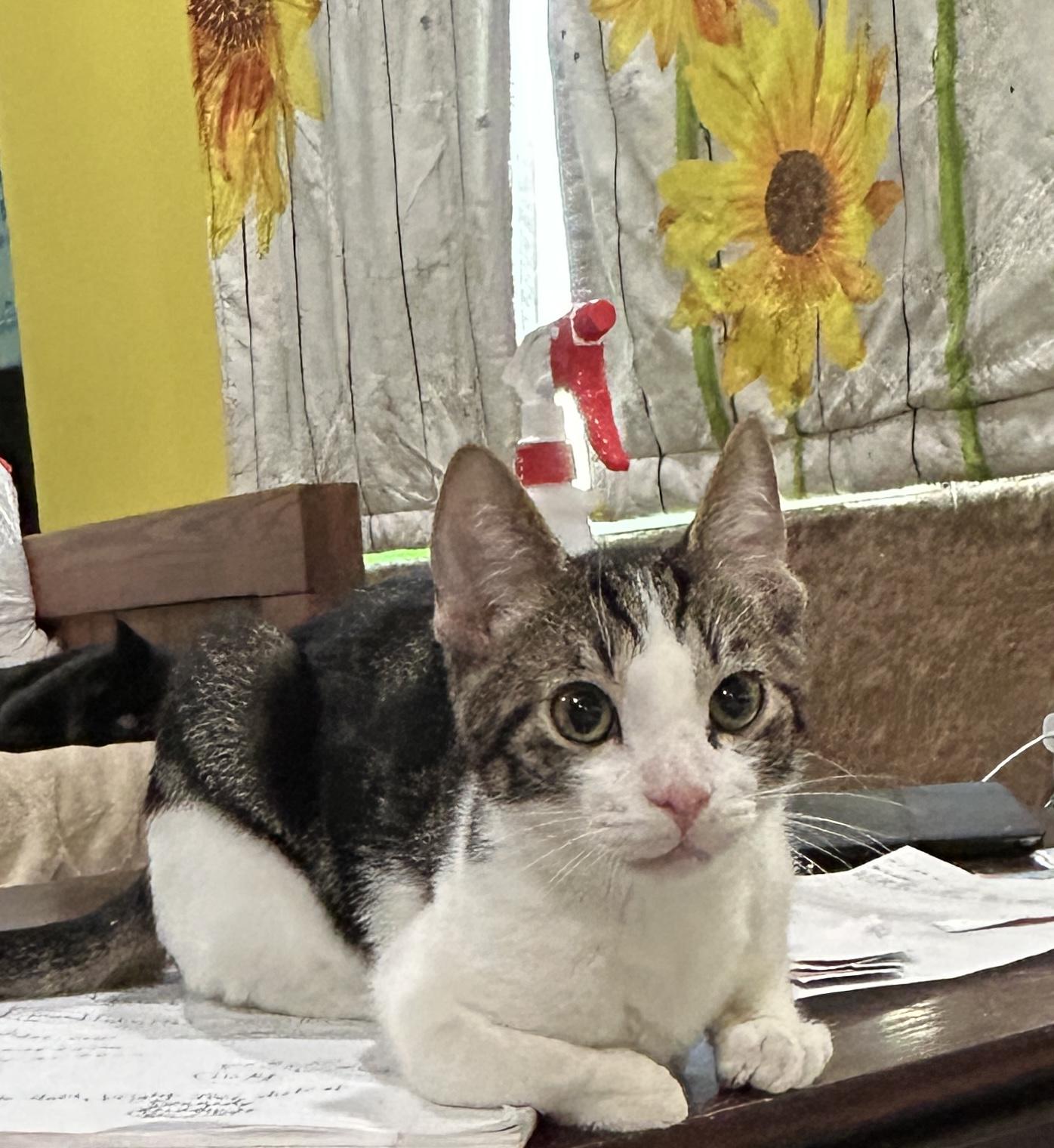 Londyn, Adoptable, Young Male Domestic Short Hair.