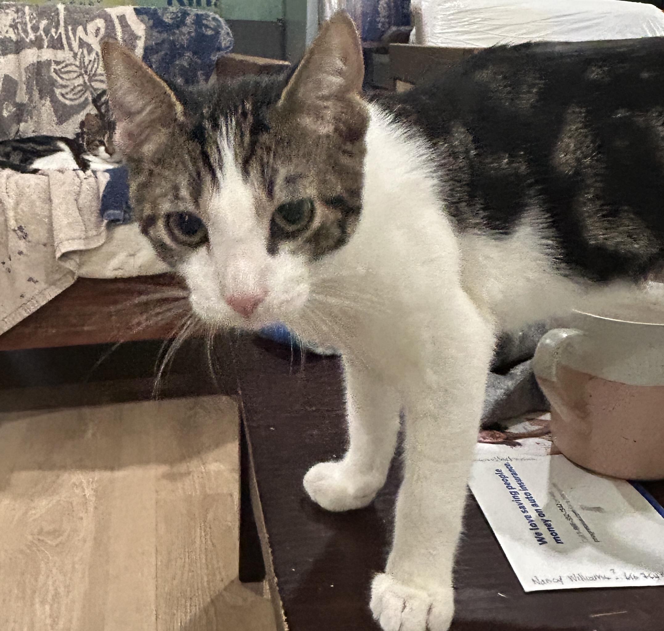 Enlarge Londyn, a Adoptable mixed breed in Havertown, PA image 4/5