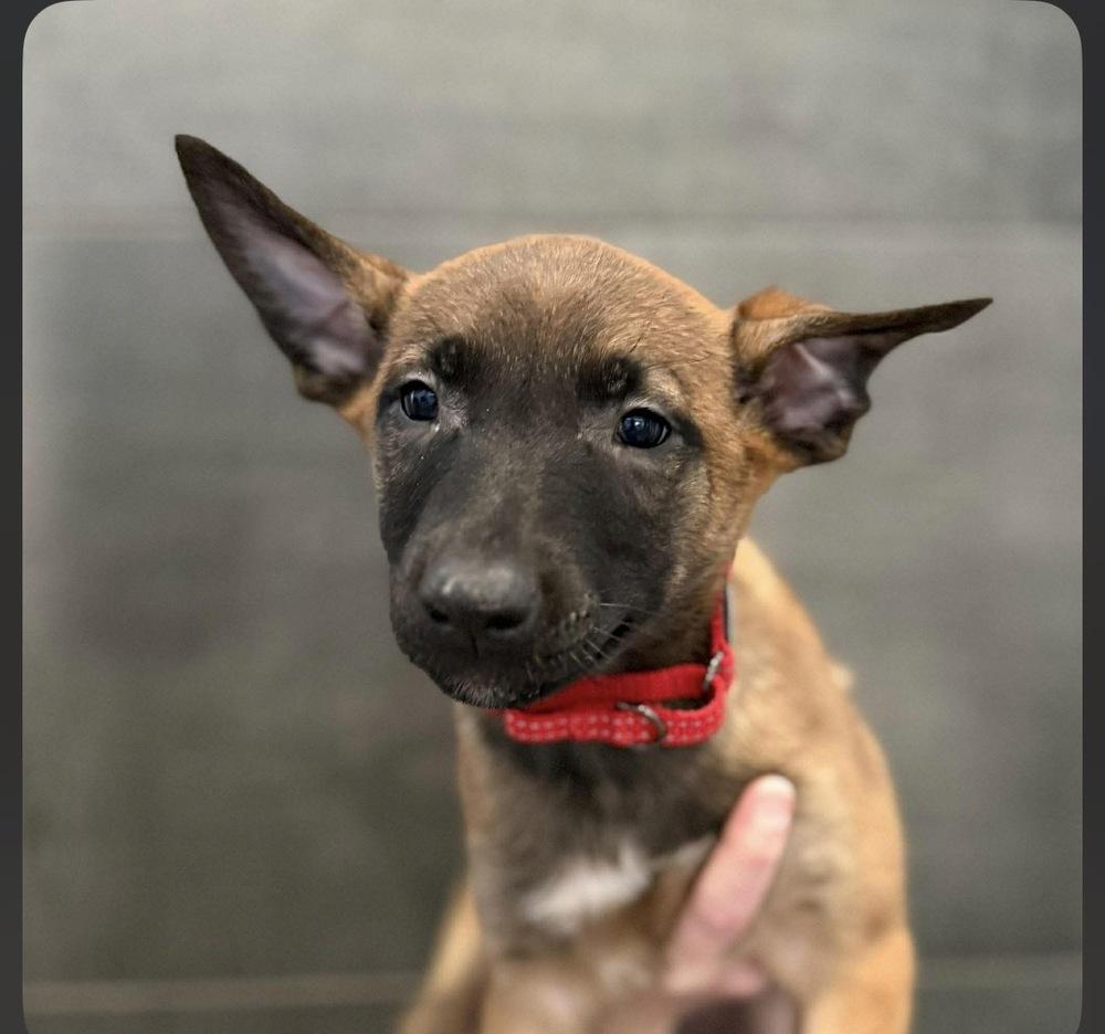 Dottie - A League of Their Own Litter - Located in MO