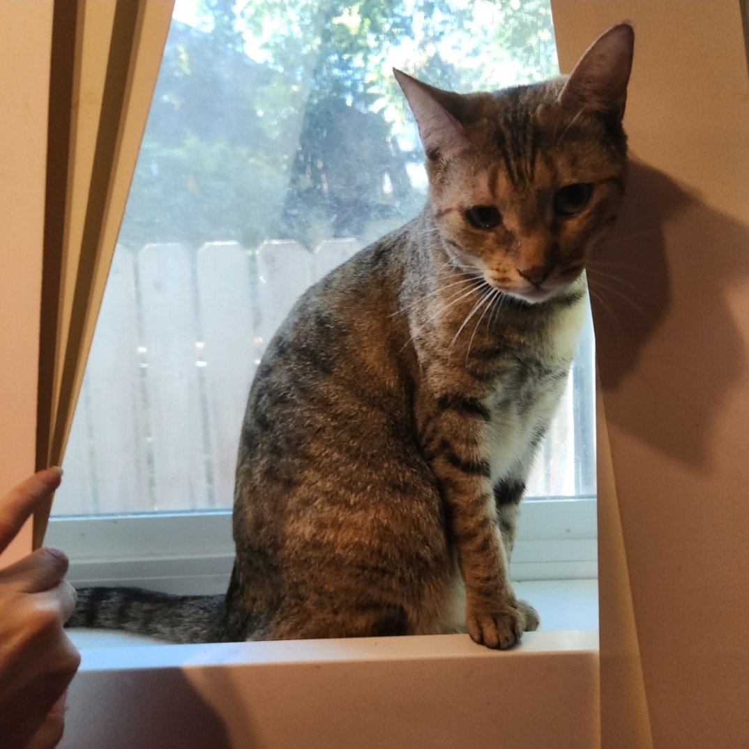 Marmalade (Sandy), Adoptable, Young Female Domestic Short Hair.