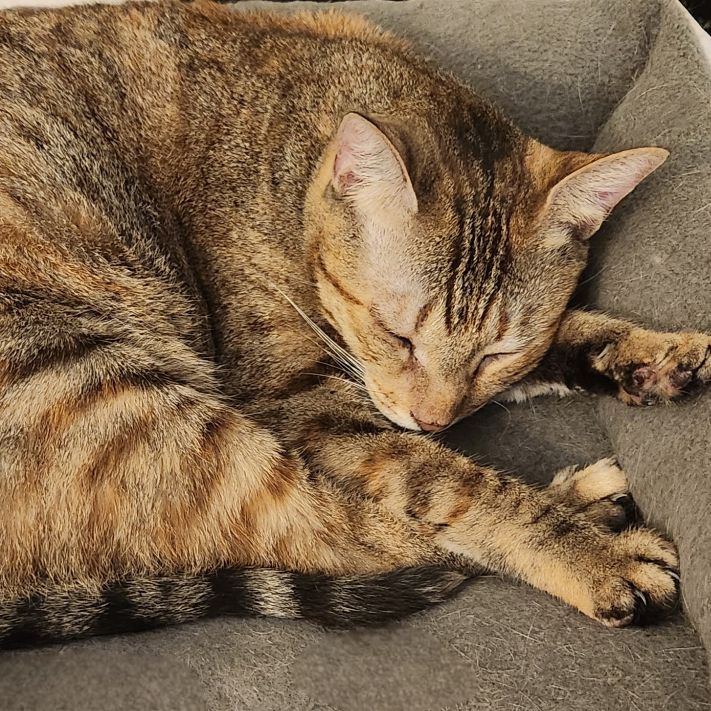 Sandy (Marmalade)
