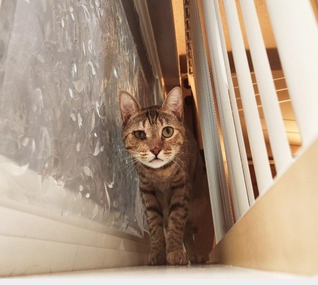 Enlarge Sandy, a Adoptable mixed breed in BEVERLY HILLS, CA image 5/6