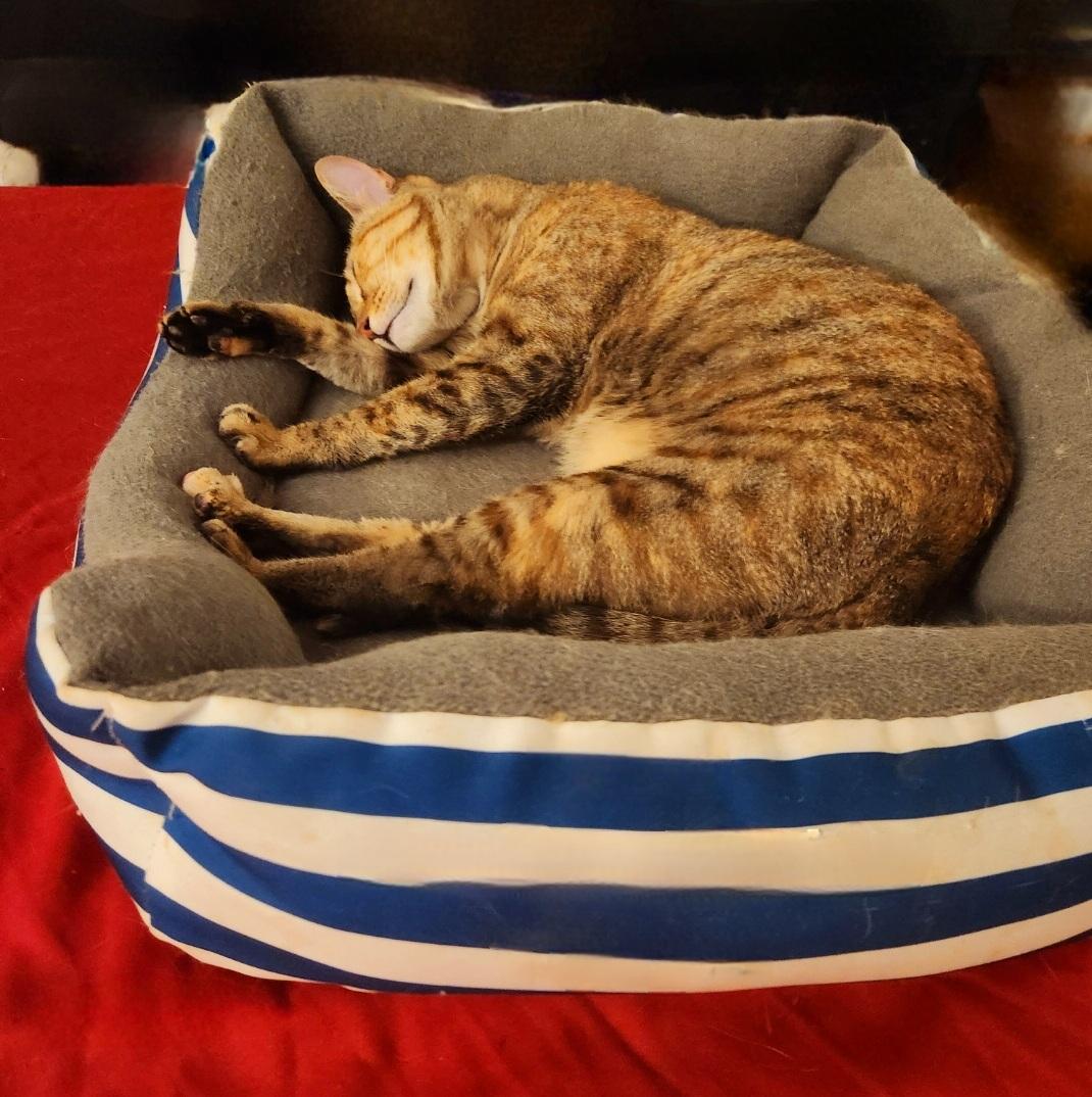 Marmalade (Bonded to Oliver), Adoptable, Young Female Domestic Short Hair.