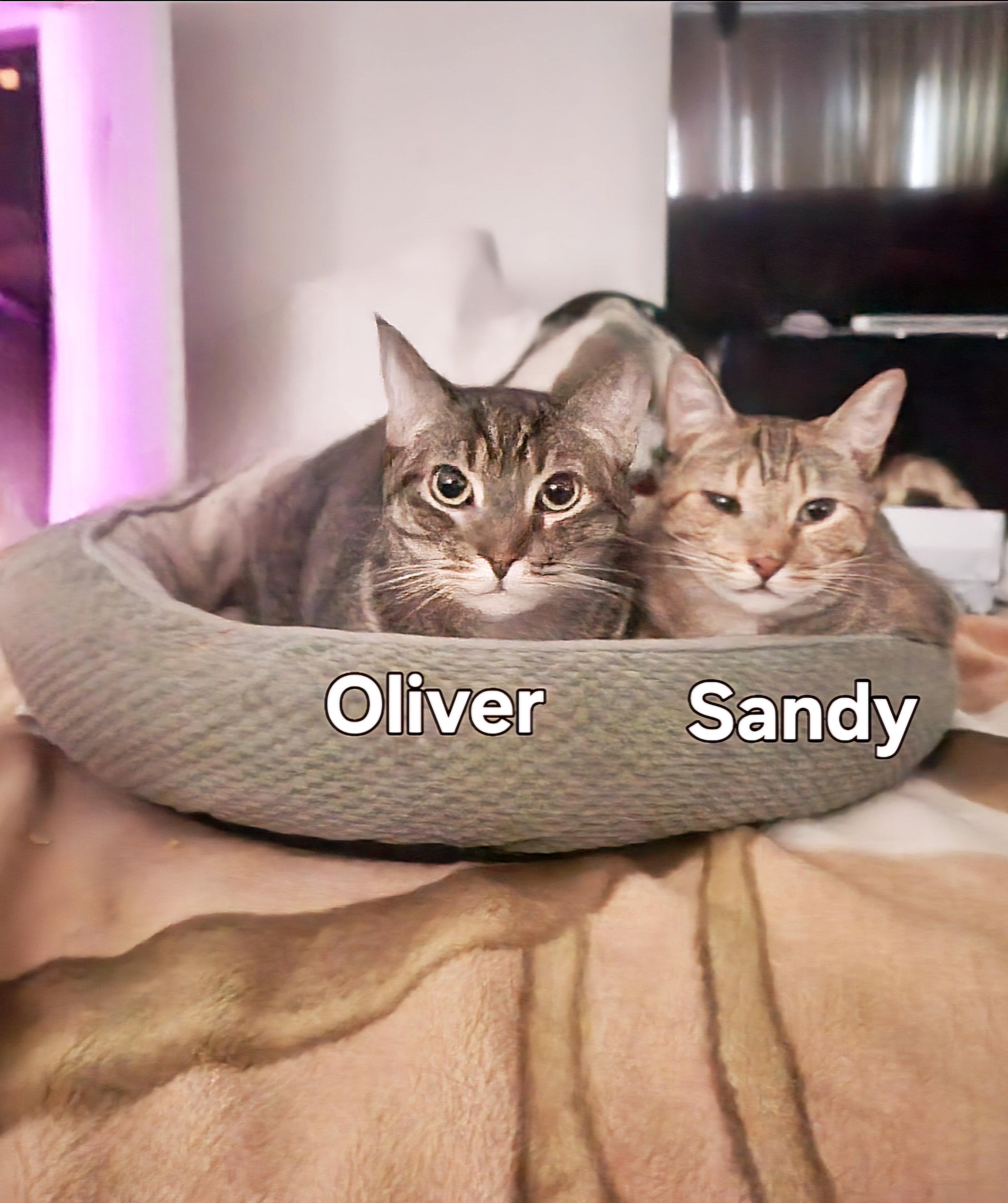 Sandy, Adoptable, Young Female Domestic Short Hair.