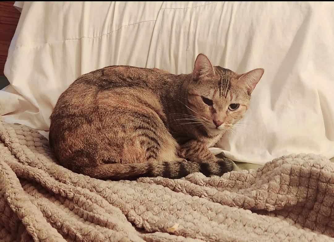 Enlarge Sandy, a Adoptable mixed breed in BEVERLY HILLS, CA image 6/6