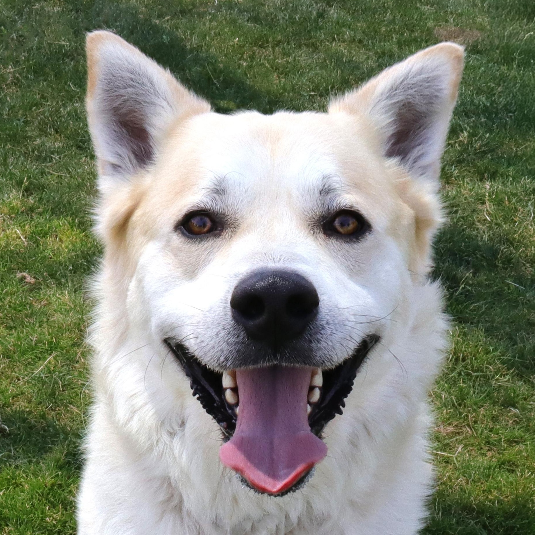 Lemonade, a Adoptable mixed breed in Clovis, CA image 1/5