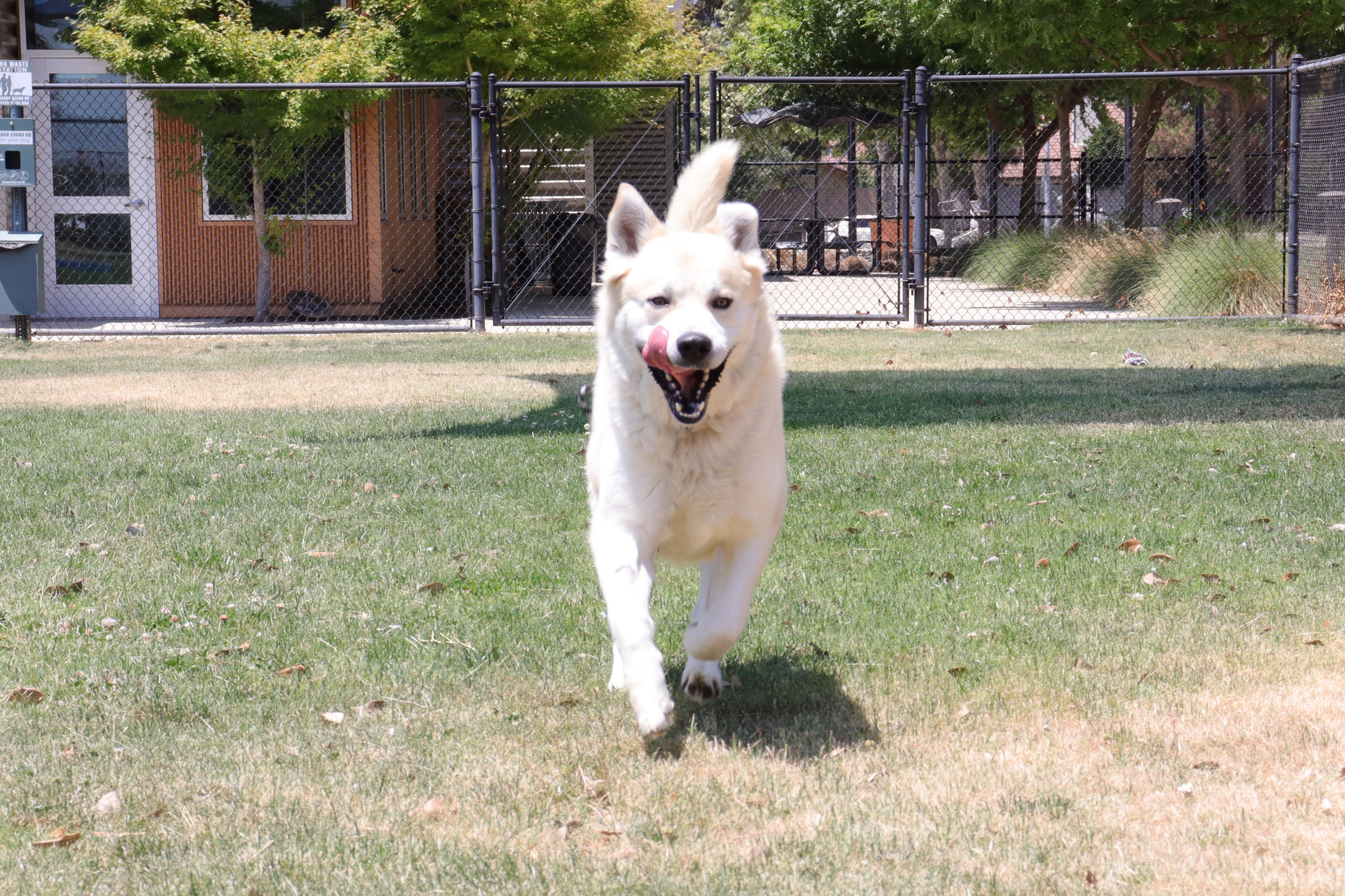 Lemonade, a Adoptable mixed breed in Clovis, CA image 2/5