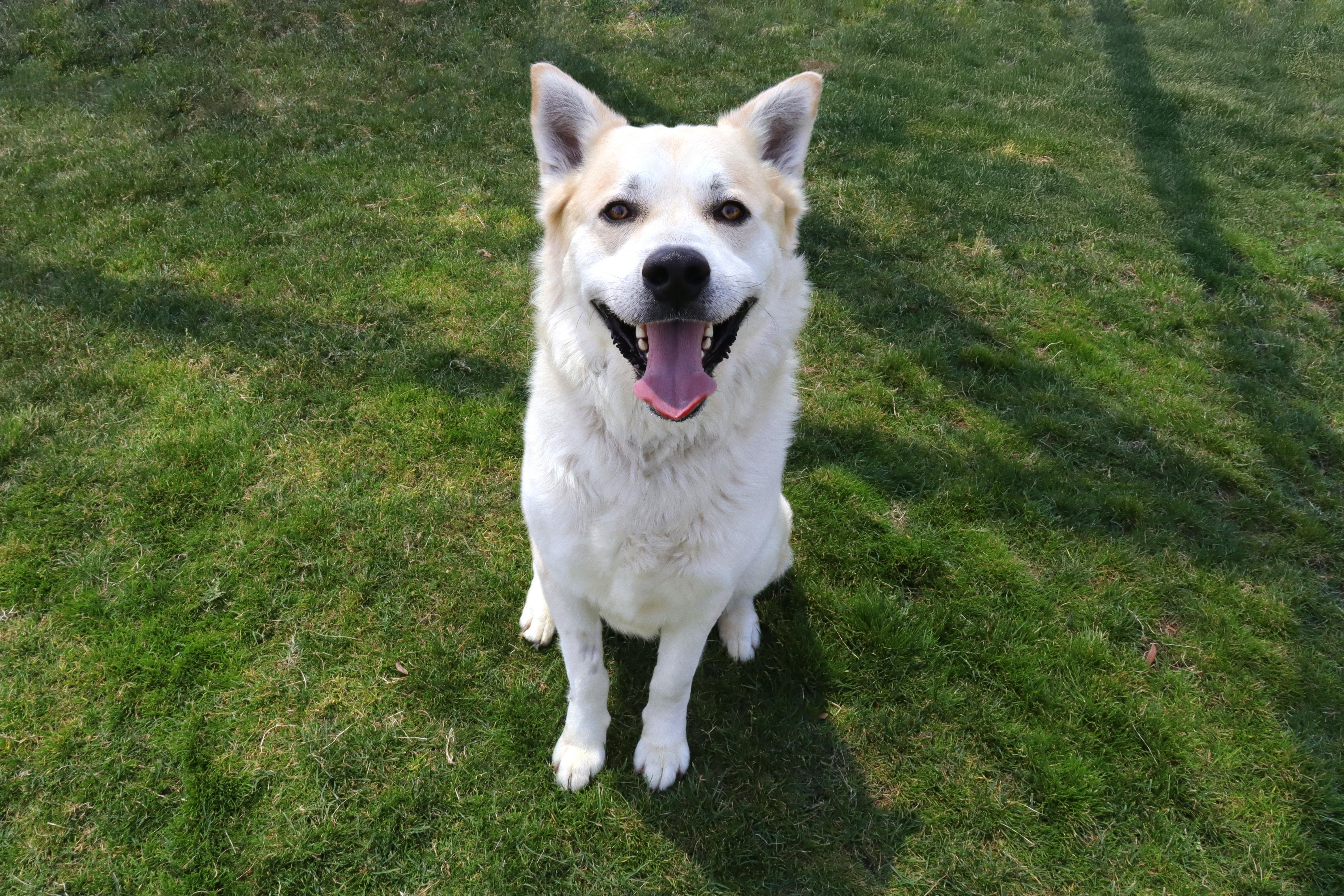 Lemonade, a Adoptable mixed breed in Clovis, CA image 3/5